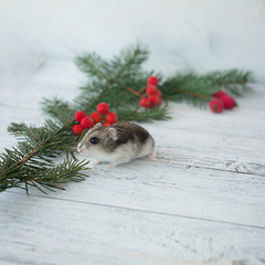 Christmas composition with a mouse.