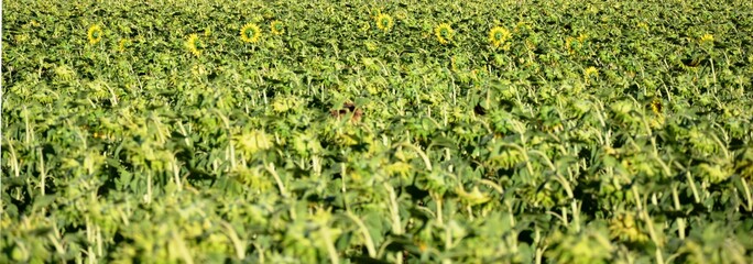 girasoles vistos desde atrás