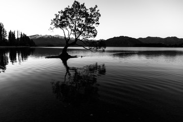 The Wanaka Tree