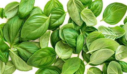 Creative layout made of Organic Basil herb leaves isolated on white background. Basil Pattern. Flat lay, top view. Food ingredient concept.