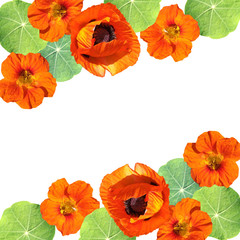 Beautiful floral background of nasturtium and poppy. Isolated