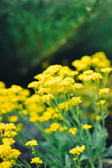 Obraz premium bloom garden