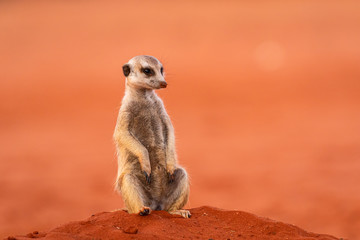 Erdmännchen (Suricata suricatta)