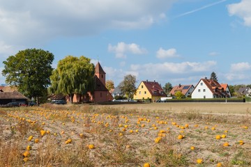 Kürbisernte Knoblauchsland Franken 
