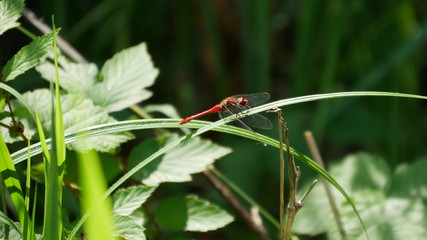 dragonfly on a leaf