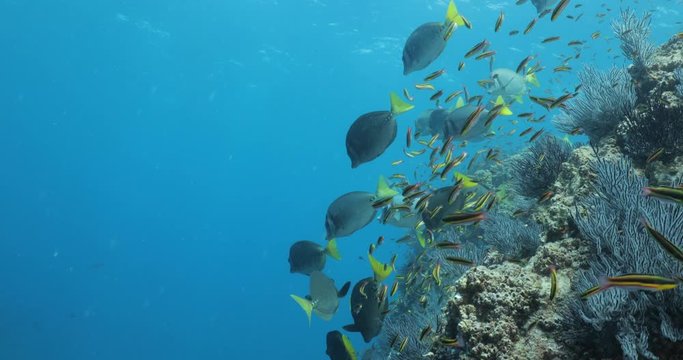 School of Cortez rainbow wrasse and Yellowtail surgeonfish on the reefs of the sea of cortez, Mexico.