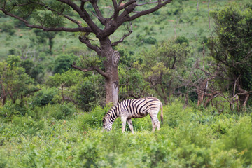 Naklejka premium Zebra-Zèbre (Equus), kwazulu natal, south africa.