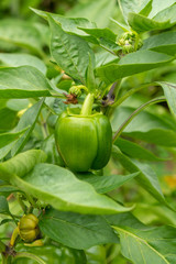 organic green pepper in the garden