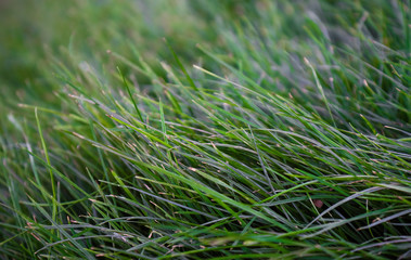 Close-up green grass growing on a large lawn background.