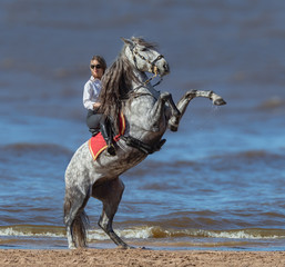 Rearing Andalusian dapple gray stallion and woman on beach.