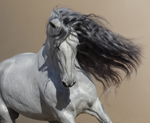 Close up portrait of white Andalusian horse with long mane.