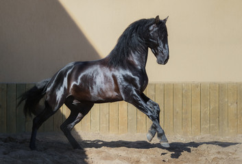 Beautiful black Andalusian horse running in paddock.