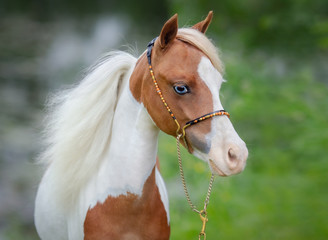 Portrait closeup of paint American Miniature Horse.
