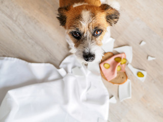 Kleiner Terrier Hund mit zerbrochenen Teller und Wurstbrot am Boden sitzend, Blick in die Kamera