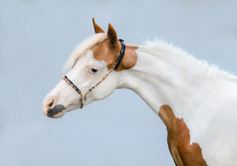 Portrait of paint American Miniature Horse on blue background.