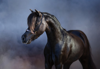 Black American miniature horse in smoke.