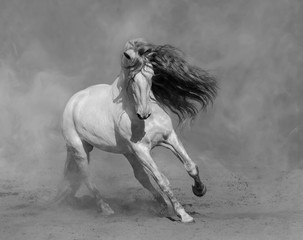 White Spanish horse plays on sand.