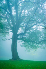 Baum im Park im Nebel - Herbst im Wald