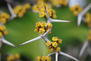 cactus closeup thorns macro flower