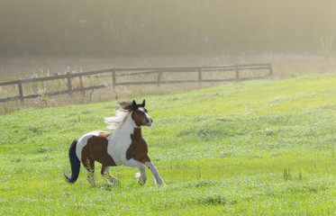 Paint horse galloping across winter snowy meadow on farm.