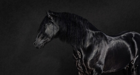Black Pura Spanish stallion on dark background. © Kseniya Abramova