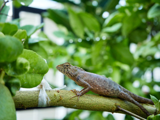 chameleon is on the branch. close up