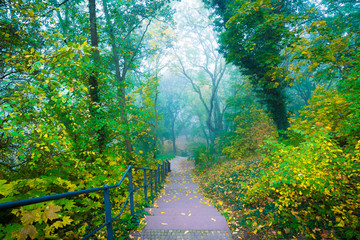 Treppe unter Bäumen im Nebel - Park Wald im Herbst