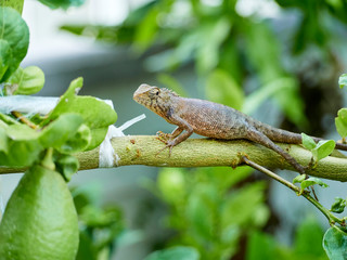 chameleon is on the branch. close up