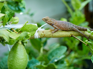 chameleon is on the branch. close up
