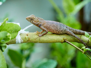 chameleon is on the branch. close up