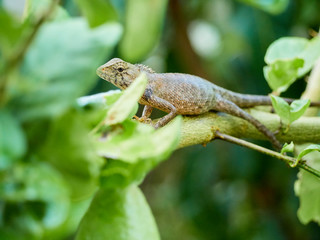 chameleon is on the branch. close up