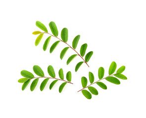Moringa leaves isolated on white background