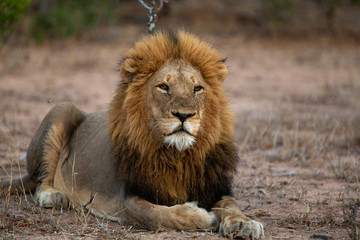 Large dominant male lion in and around his pride 