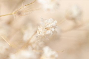 gypsophila little white flowers macro