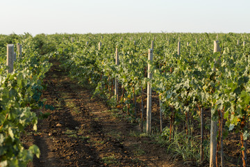 vineyard plantations, beautiful view of the vineyard rows