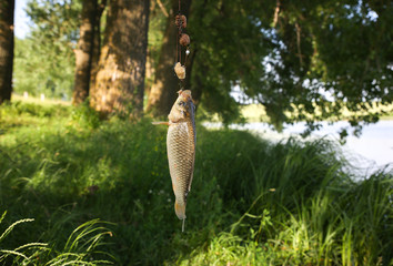 Caught fish in the nature. Fishing hobby. Green grass and trees outdoors.