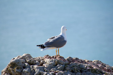 Seagull in a viewpoint of Nazareth