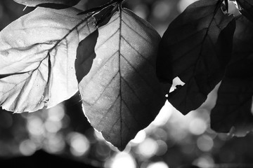 Black an White Leaf