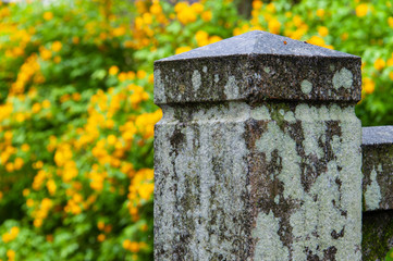 Fototapeta na wymiar 満開の山吹と古い石の柱
