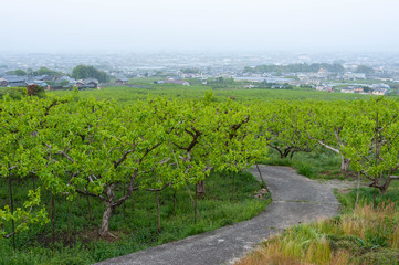 Fototapeta na wymiar 奈良の町並みと道路と柿畑