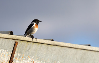 Barn Swallow on a roof on Madagascar © michaklootwijk