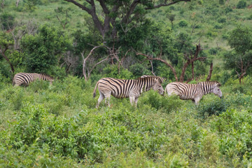Fototapeta premium Zebra-Zèbre (Equus), kwazulu natal, south africa.