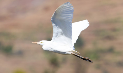 Egret flying in Madagascar