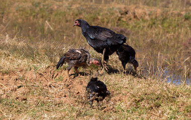Hen with chicken in Madagascar, Africa