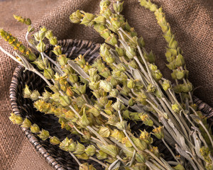 Mountain Tea. Stems and blossoms of  Greek mountain tea. Isolated Image.