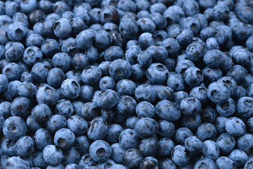 Fresh blueberry background. Texture blueberry berries close up.