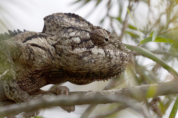 Beautiful camouflaged chameleon in Madagascar