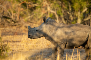 The glorious white rhino. On the verge of extinction due to rampant poaching for their horn