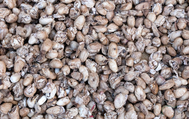 Raw silk from a silkworm breeding in Ambalavao