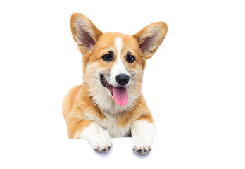 puppy on a white isolated background, breed Welsh Corgi